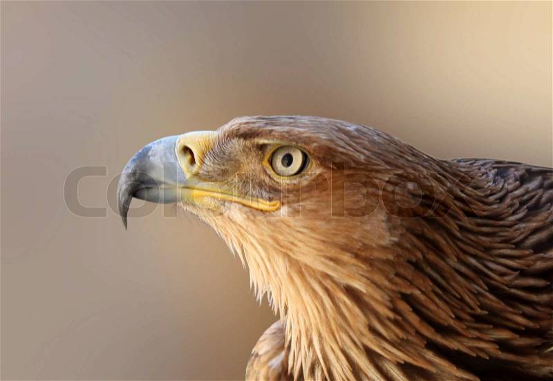 Golden eagle head, stock photo