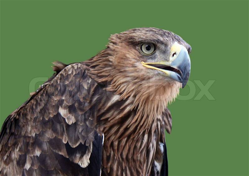 Golden eagle head isolated on green, stock photo