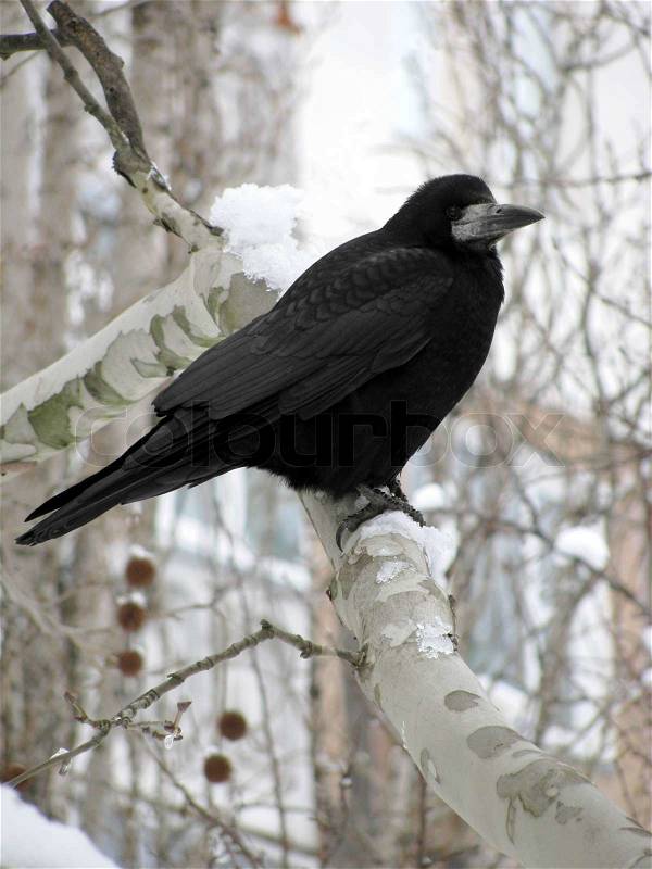 Black raven sitting on tree at winter, stock photo
