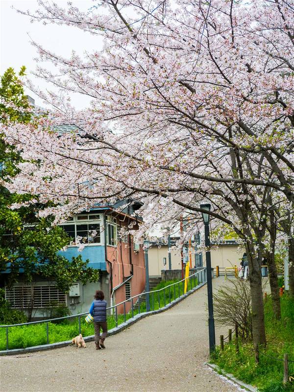 People with dog walk park near Okawa River cherry blossom of Osaka. , stock photo