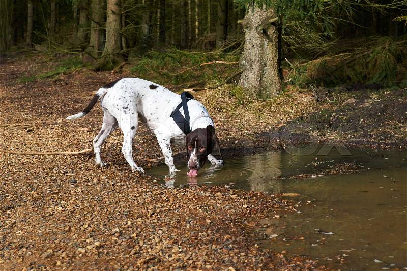 Old Danish female dog drinking from water spray in the forest in Denmark, stock photo