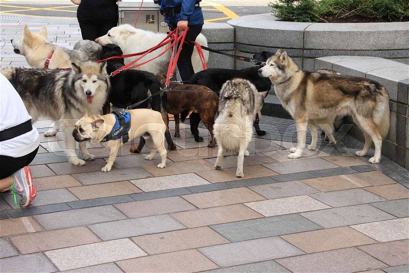 Many different dogs, like boxer and husky on a leash in the shopping centre of the city Stirling in Scotland in the summer, stock photo