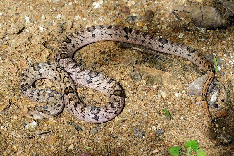 Image of banded kukri snake(Oligodon fasciolatus) on the ground. Reptile Animal, stock photo