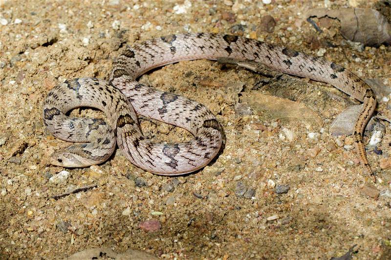 Image of banded kukri snake(Oligodon fasciolatus) on the ground. Reptile Animal, stock photo
