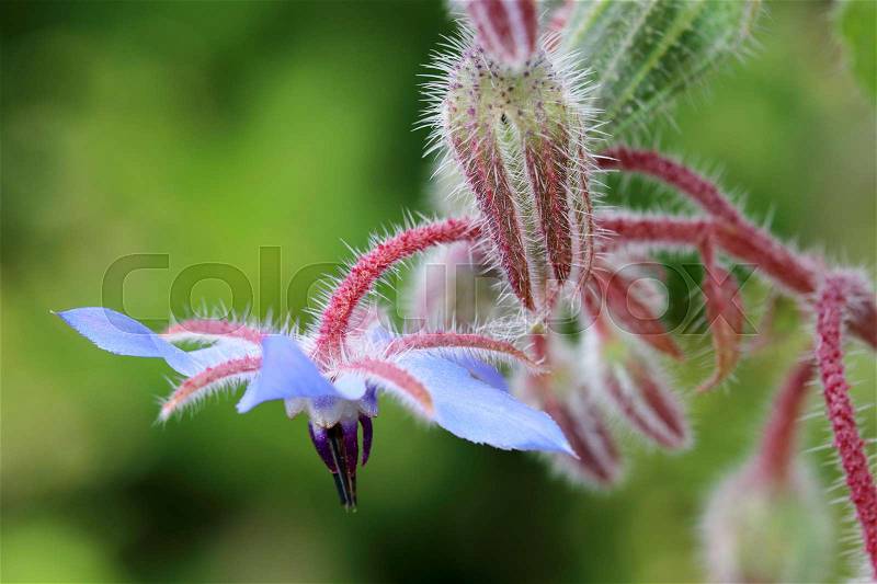 The edible flower Borago officinalis, stock photo