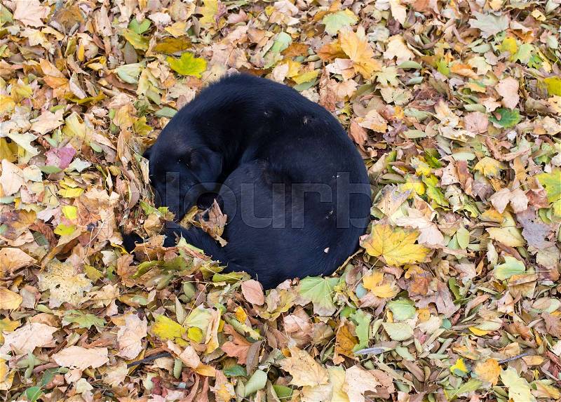 Dog lies on a pile of dry yellow leaves. Photo can be used as a whole background, stock photo