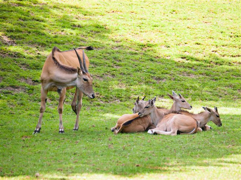 Common eland - Second larges antelope in the world - Taurotragus oryx, stock photo