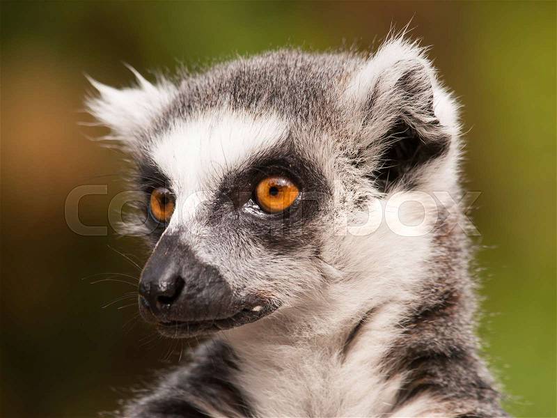 Lemur catta - Ring-tailed lemur from Madagascar Island, stock photo