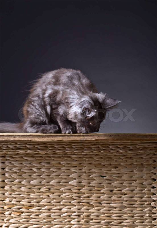 Cute little cat on a dark background, stock photo