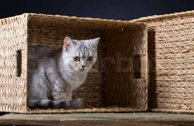 Scottish straight cat in box on a black background, stock photo
