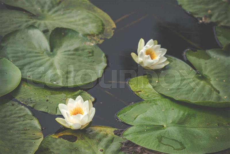 White lily flowers in calm and dark water with large green leaves floating on the water, stock photo