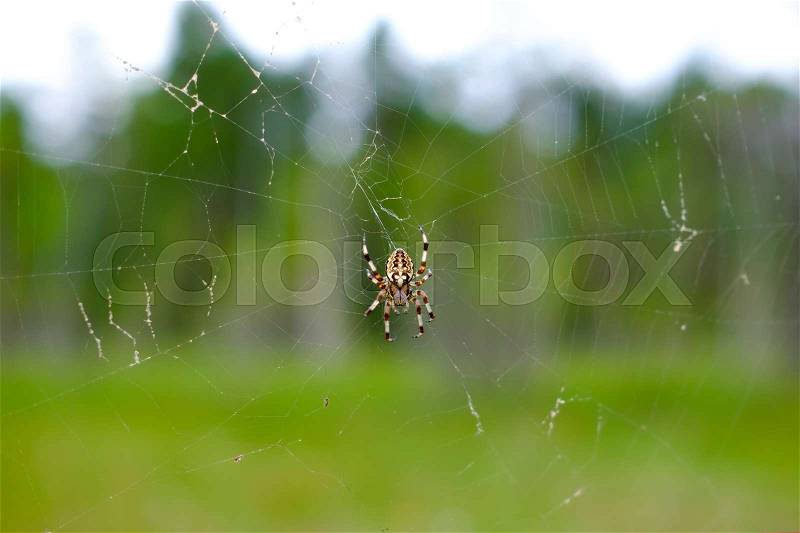 Spider on a web in the forest closeup. Trap for insects, stock photo
