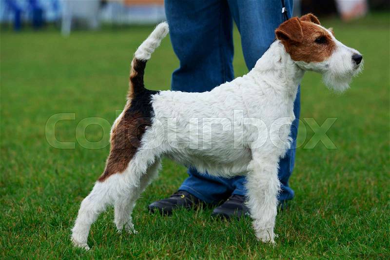 Dog breed Fox terrier stand on a green grass, stock photo