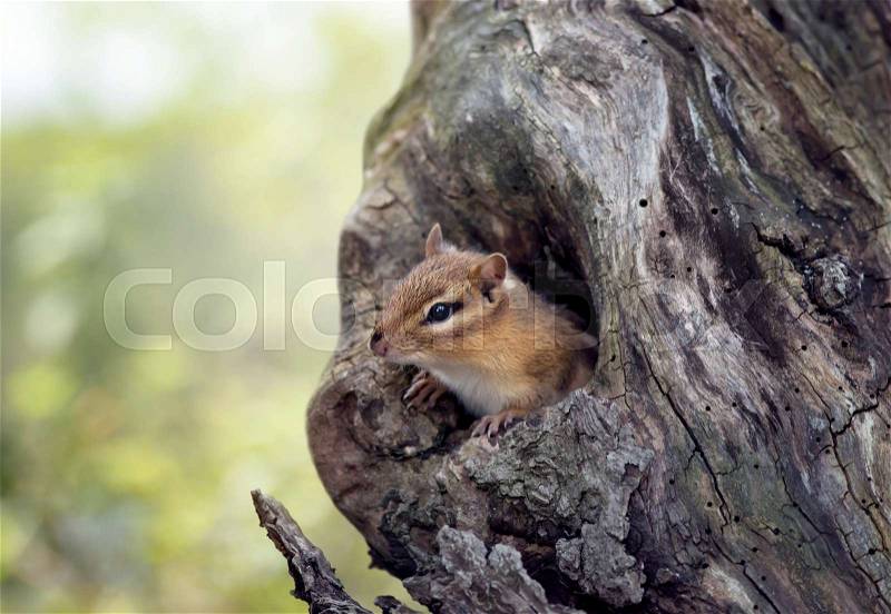 Cute Chipmunk peeks from a tree hole, stock photo