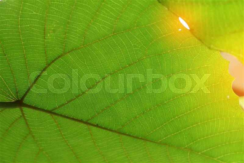Green cell structure texture of nature leaf background, stock photo