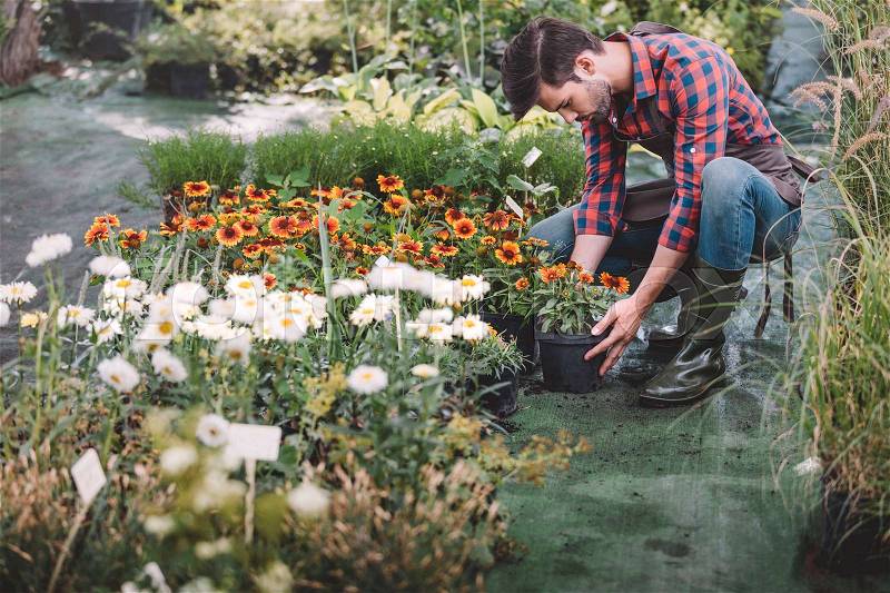 Young caucasian gardener in rubber boots working with flowers in garden, stock photo