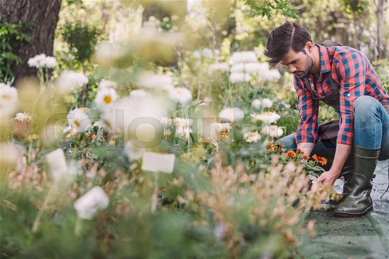 Young caucasian gardener in rubber boots working with flowers in garden, stock photo