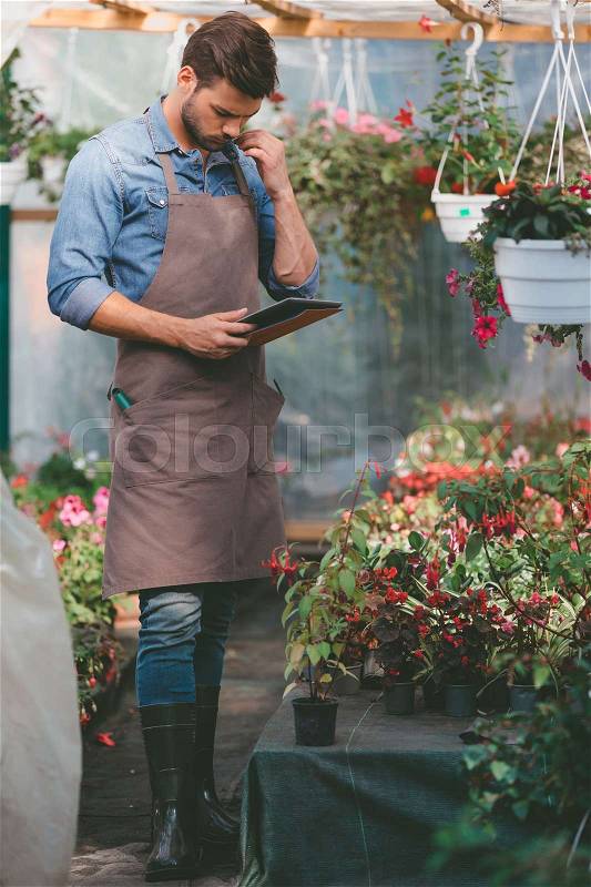 Side view of gardener in apron using tablet while checking plants in greenhouse, stock photo