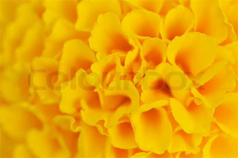The yellow abstract flower background , stock photo