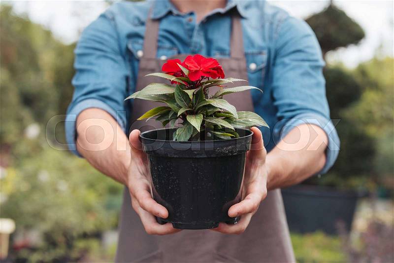 Selective focus of gardener in apron holding flower in pot in hands, stock photo