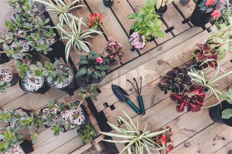 Top view of hand trowel and hand rake among arranged flowers and plants on wooden surface, stock photo