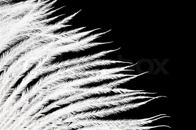The white feather on a black background, stock photo