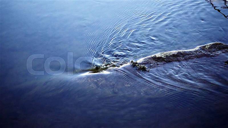 Water stream flows around the log. Water flows calm creating small waves. Beauty in nature zen like scene, stock photo