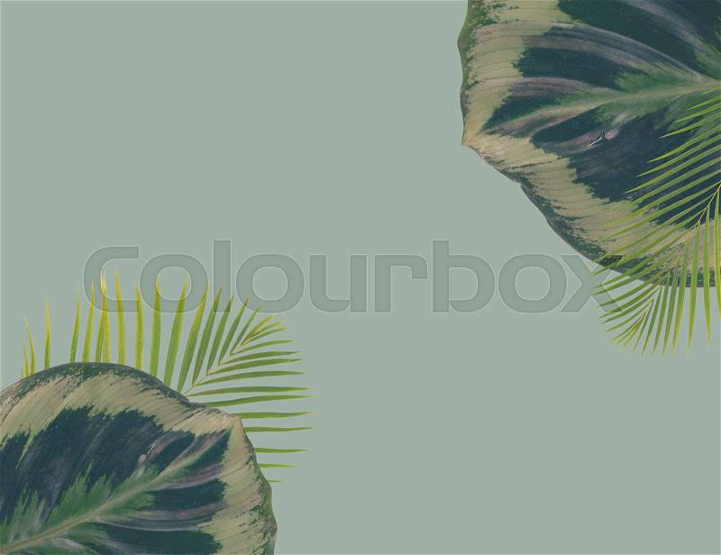Palm leaf and green exotic tropical leave on blue background with copy space, retro toned, stock photo