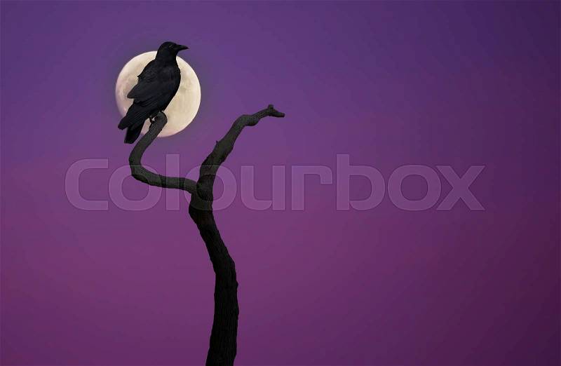 Halloween day with Raven Bird on dead tree, stock photo