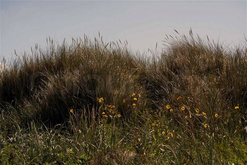 Grass dune with yellow flowers on Laesoe island beach. Kattegat Sea island in Denmark, stock photo