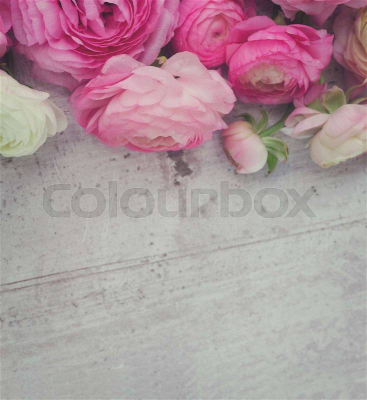 Pink and white ranunculus flowers on aged white wooden background with copy space, retro toned, stock photo