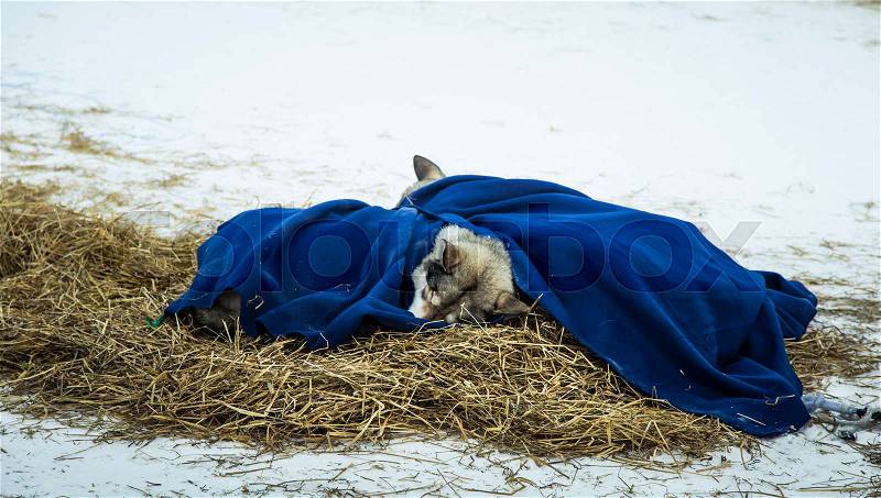 Long distance siberian sled dogs resting in blankets during the race in Norway, stock photo