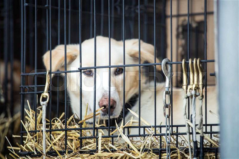 Long distance siberian sled dog in cage waiting for a race in Norway, stock photo