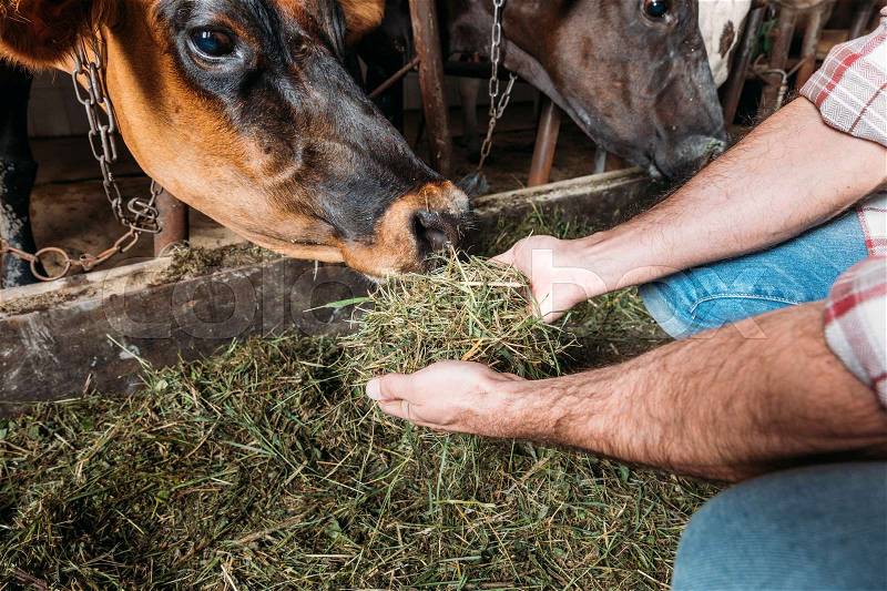 Close-up partial view of farmer holding hay and feeding cows at stall, stock photo
