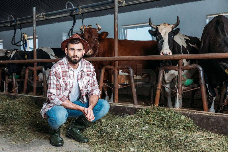 Handsome bearded farmer looking at camera while crouching near cows in stall, stock photo