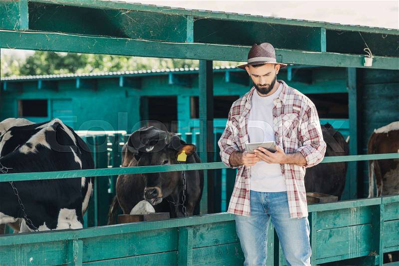 Bearded farmer in hat using digital tablet while standing near cows and working in stall, stock photo