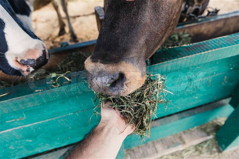 Close-up partial view of farmer holding hay and feeding cows at stall, stock photo