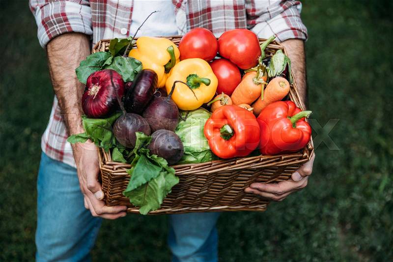 Cropped shot of male farmer holding fresh organic vegetables in basket, stock photo