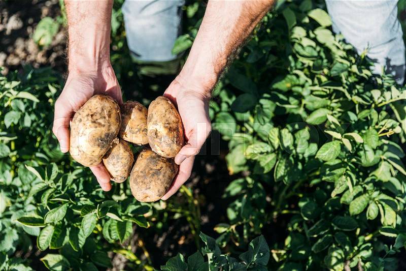 Close-up partial view of farmer holding ripe organic potatoes in field, stock photo