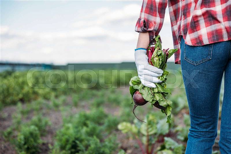 Cropped shot of farmer holding fresh beets while walking on field , stock photo