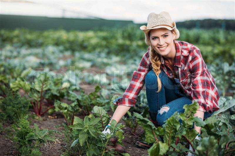 Young female farmer in hat harvesting beetroots and smiling at camera in field , stock photo