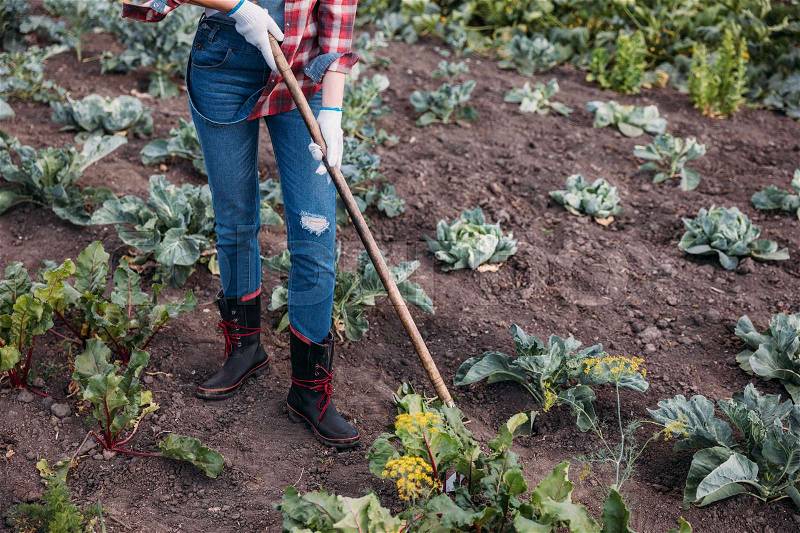 Cropped shot of farmer hoeing organic beetroots on field, stock photo