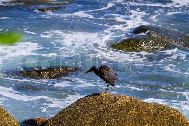 Pacific reef egret, black pacific reef egret looking for fish at beach rock, stock photo