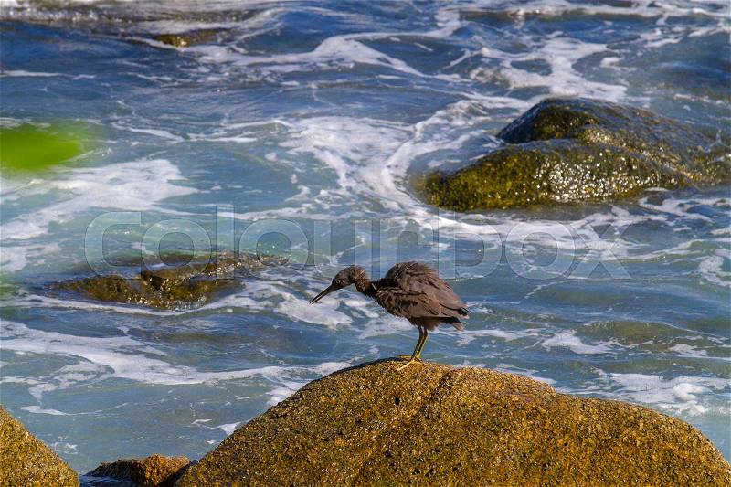 Pacific reef egret, black pacific reef egret looking for fish at beach rock, stock photo