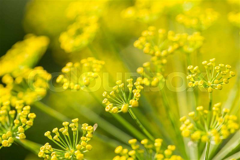 Bright dill flower closeup. Dills flowering in the garden in summer. Good spice for food. SHallow depth of field photo, stock photo