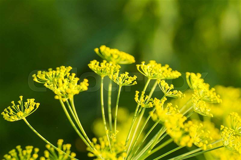 Bright dill flower closeup. Dills flowering in the garden in summer. Good spice for food. SHallow depth of field photo, stock photo