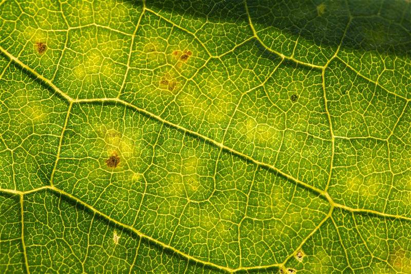 A beautiful closeup of a leaf structure. Macro of sunflower leaf against the sun. Shallow depth of field abstract photo, stock photo
