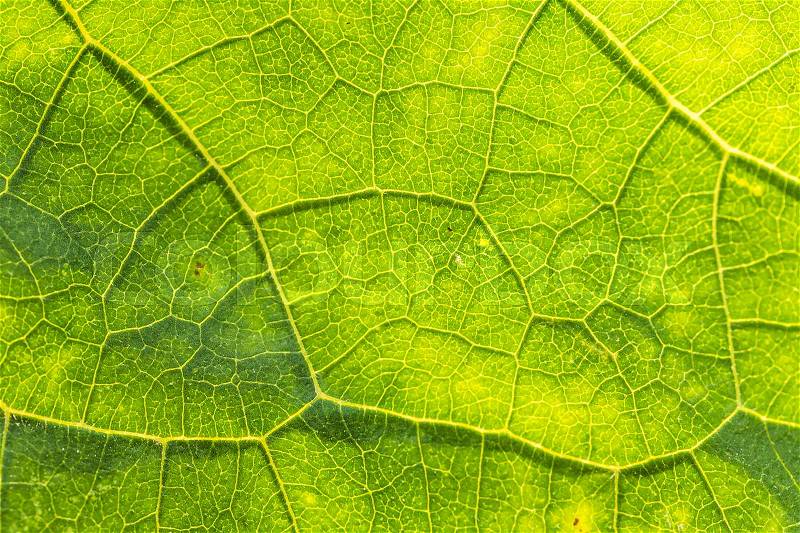 A beautiful closeup of a leaf structure. Macro of sunflower leaf against the sun. Shallow depth of field abstract photo, stock photo