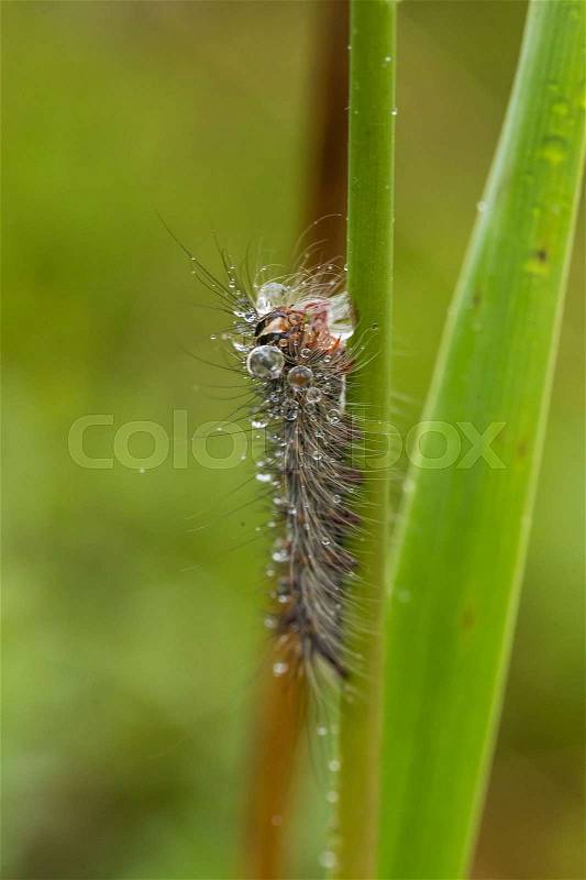 A beautiful fluffy caterpillar on a grass with water droplets. Macro shot, stock photo
