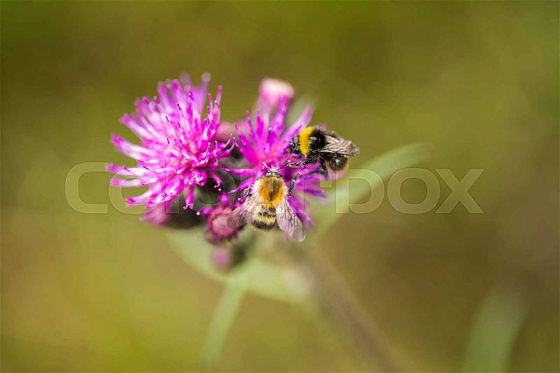 A beautiful wild bumblebee gathering honey from marsh thistle flower. Macro, shallow depth of field photo, stock photo